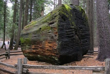 Giant tree section at Calaveras Big Trees State Park near Arnold, CA