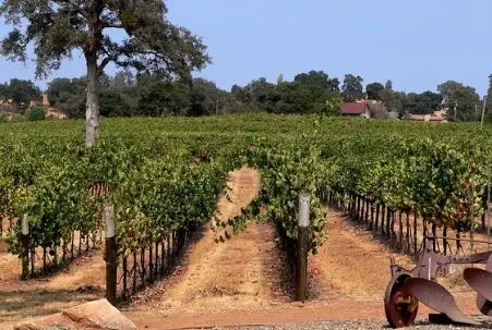 Amador County Vineyard