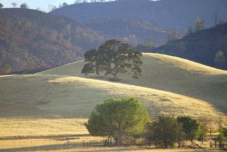 Oak Tree in California's Capay Valley