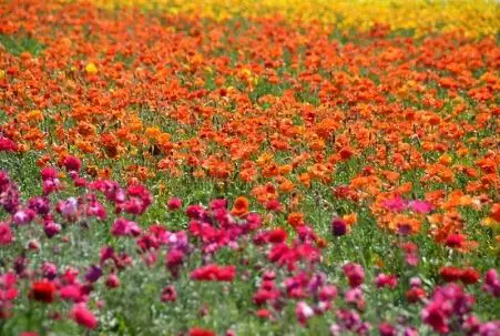 Seasonal Flower Fields in Carlsbad, CA