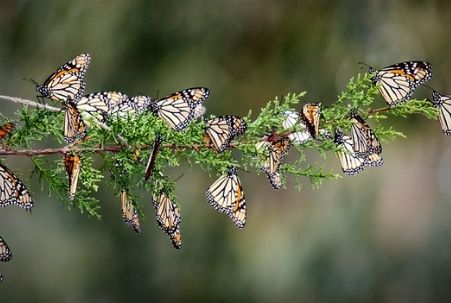 Monarch butterflies at Pismo Beach, CA