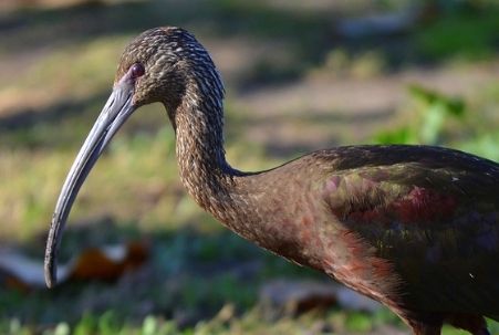 White-Faced Ibis at Central Park in Huntington Beach, CA