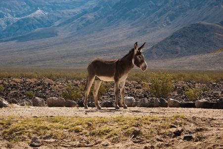 Wild Donkey in California's Death Valley National Park