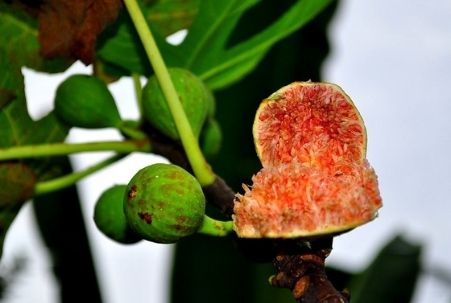 Fig Tree in the Central Valley of California