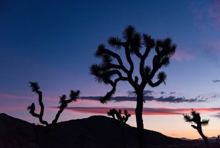 Sunset at Joshua Tree National Park