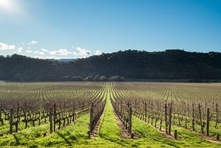 Vineyard in Napa Valley, CA