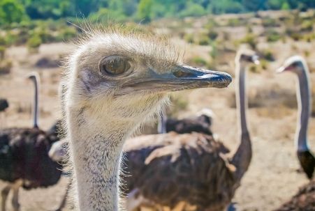 Ostrich closeup at OstrichLand on California's Central Coast