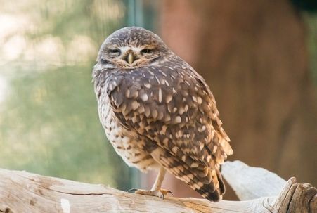 Burrowing Owl at California Living Museum in Bakersfield, CA