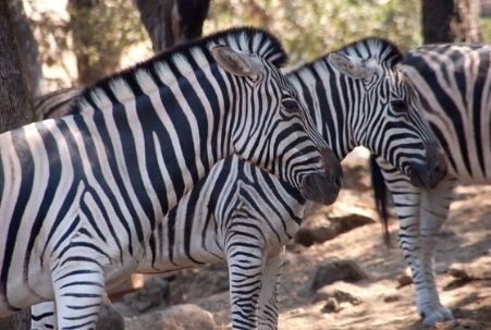 Zebras at Safari West in Santa Rosa, CA