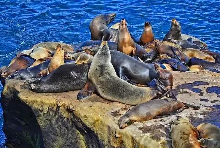 Sea Lions at La Jolla Cove, near San Diego, CA