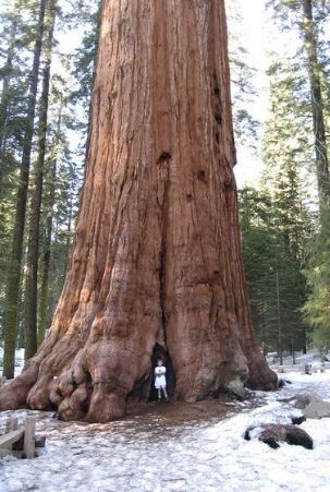 General Sherman tree at Sequoia National Park