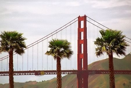 San Francisco's Golden Gate Bridge and Palm Trees