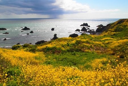 Shell Beach on California's Sonoma Coast