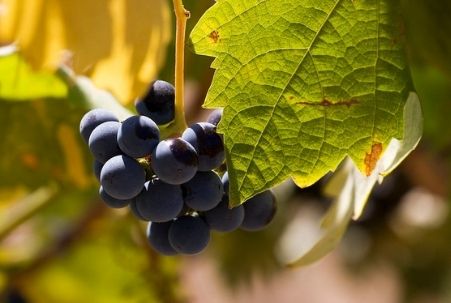 Grapes on a vine at Sobon Estate Winery