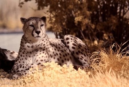 A cheetah in the grass at San Diego Wild Animal Park in Escondido, CA