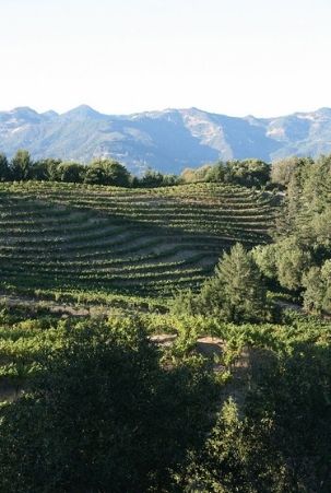 Beautiful Napa Valley vineyards in California's Wine Country