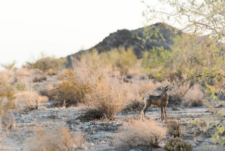 A young bighorn sheep at Joshua Tree National Park